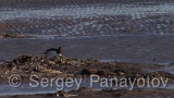 Video of Eurasian Oystercatcher - Eurasian Oystercatcher in the winter in the coast line